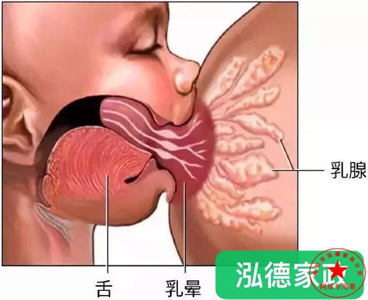 產婦堵奶,南陽,月嫂公司哪家好?